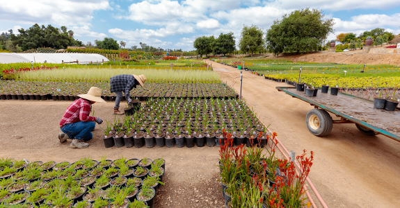 two people planting flowers in pots outdoors