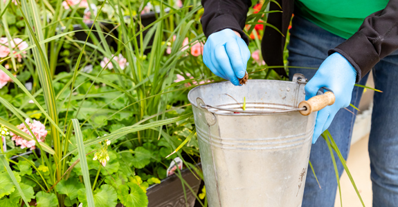 Person wearing gloves cleaning plants