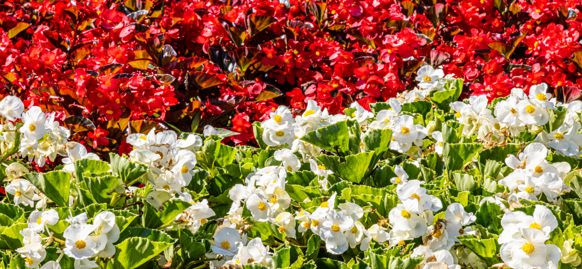 carousel-flower-hole-2-1200x556 Red and white flowers in the Flower Hole.