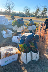 Workers planting new trees