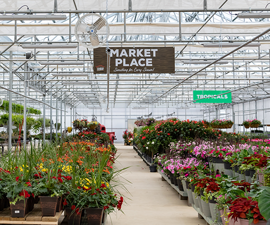 greenhouse with flowers