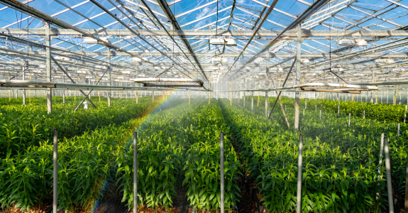 rows of flowers growing in a greenhouse