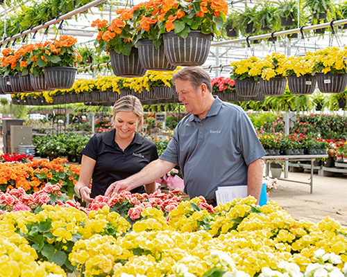 Two Hortica employees looking at flowers in a greenhouse