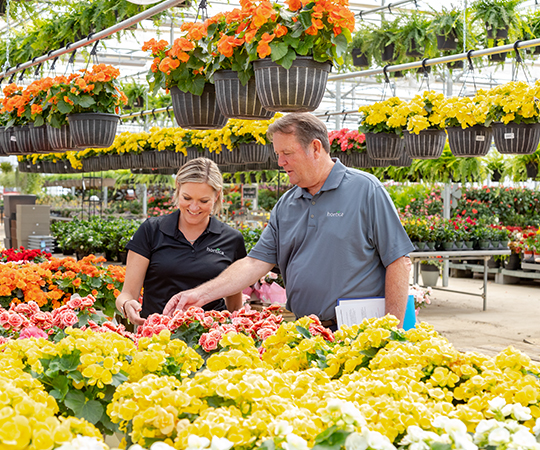 Two Hortica employees looking at flowers in a greenhouse
