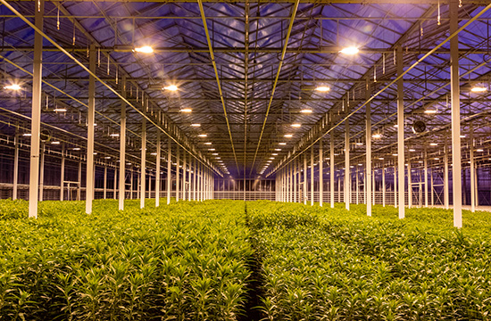 Rows of plants in a greenhouse