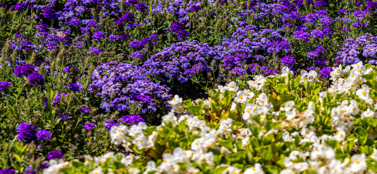carousel-flower-hole-4-1200x556 Purple and white flowers in the Flower Hole.