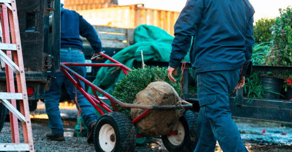 Two workers loading a balled and burlapped tree onto a truck with a wheelbarrow.