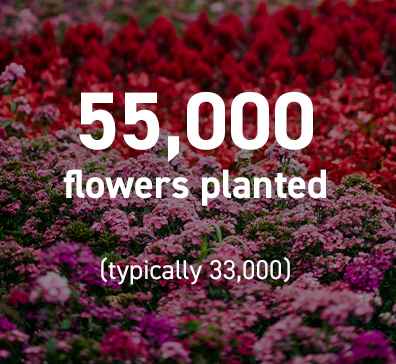 55,000 flowers planted for the U.S. Senior Open, typically the golf course crew plants 33,000