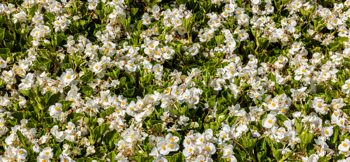 carousel-flower-hole-3-1200x556 White flowers in the Flower Hole.