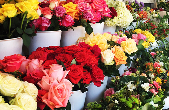 Rows of flowers