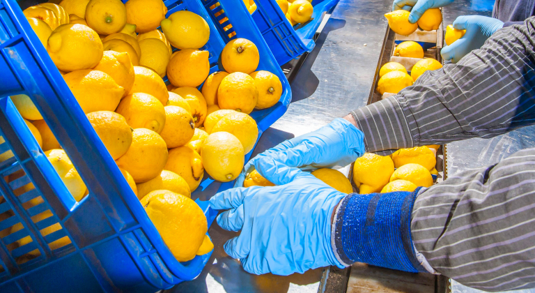 Hands in blue gloves sorting lemons from a crate onto a production line.