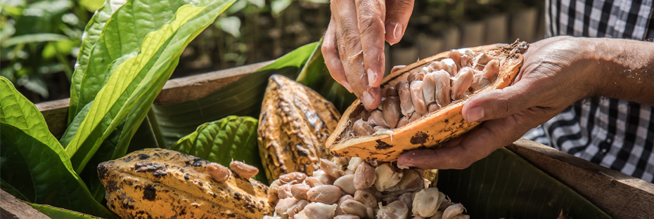 Man with cocoa beans