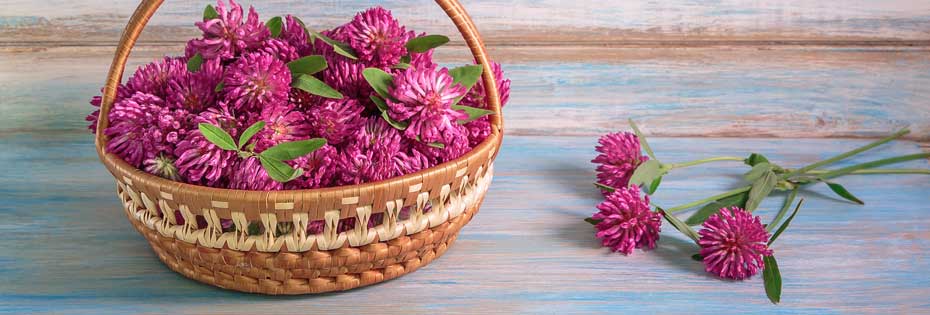 Red Clover The Menopause FutureYou