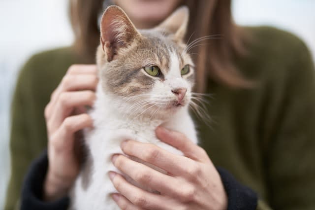 Cat held by owner