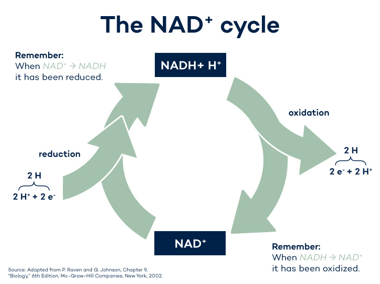 The NAD Cycle