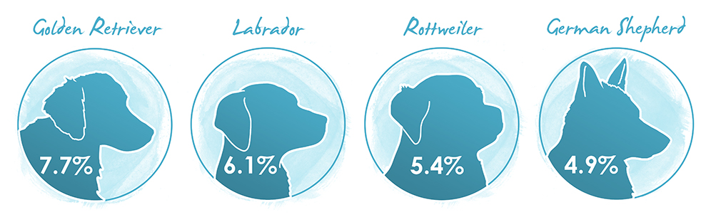 Rates of osteoarthritis in Golden Retrievers, Labradors, Rottweilers and German Shepherds