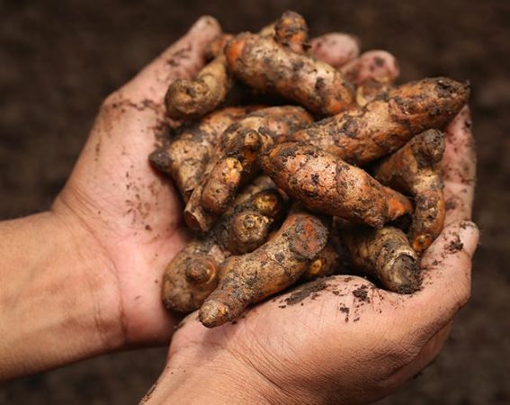 Turmeric root in the ground dug by hand
