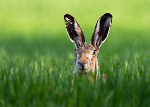 Hare with big ears