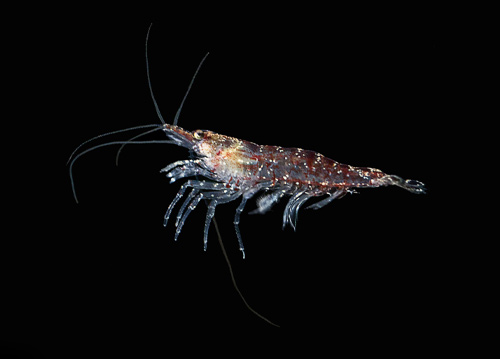 Antarctic krill