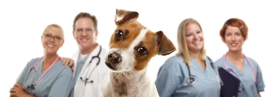 Dog in medical environment