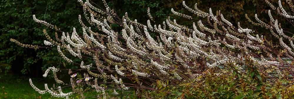 Black Cohosh The Definitive Guide FutureYou