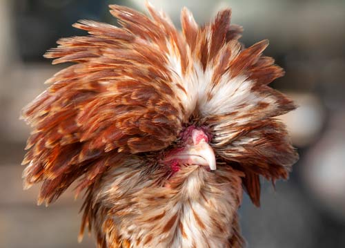 Chicken with crazy feathers
