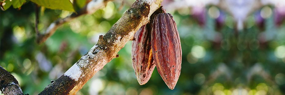 Cocoa pods hanging from a cacao tree