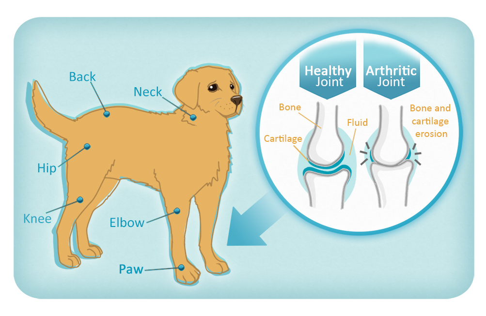 Joints in dogs commonly affected by arthritis