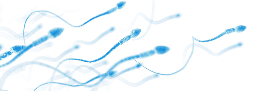 sperm swimming