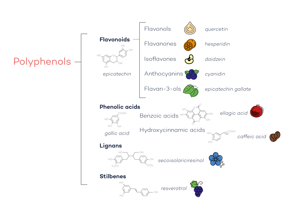 Polyphenols Unveiled Exploring the Health Wonders Within