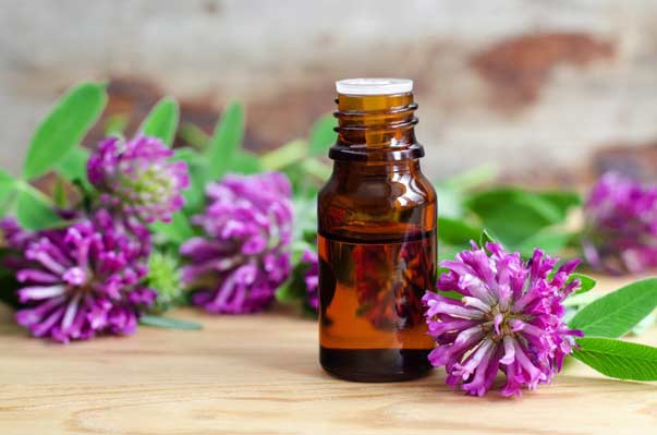 Red Clover The Menopause FutureYou