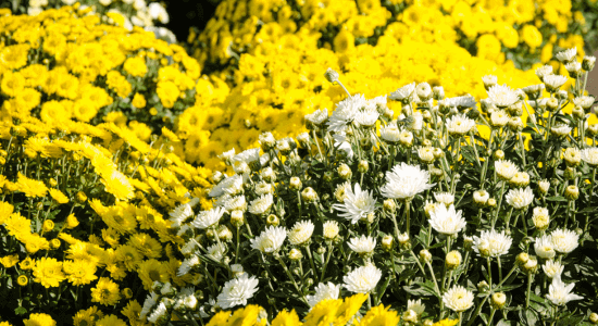 toussait-à-saint-martin