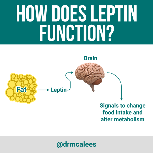 Leptin: How Does This Fat Burning Hormone Work?