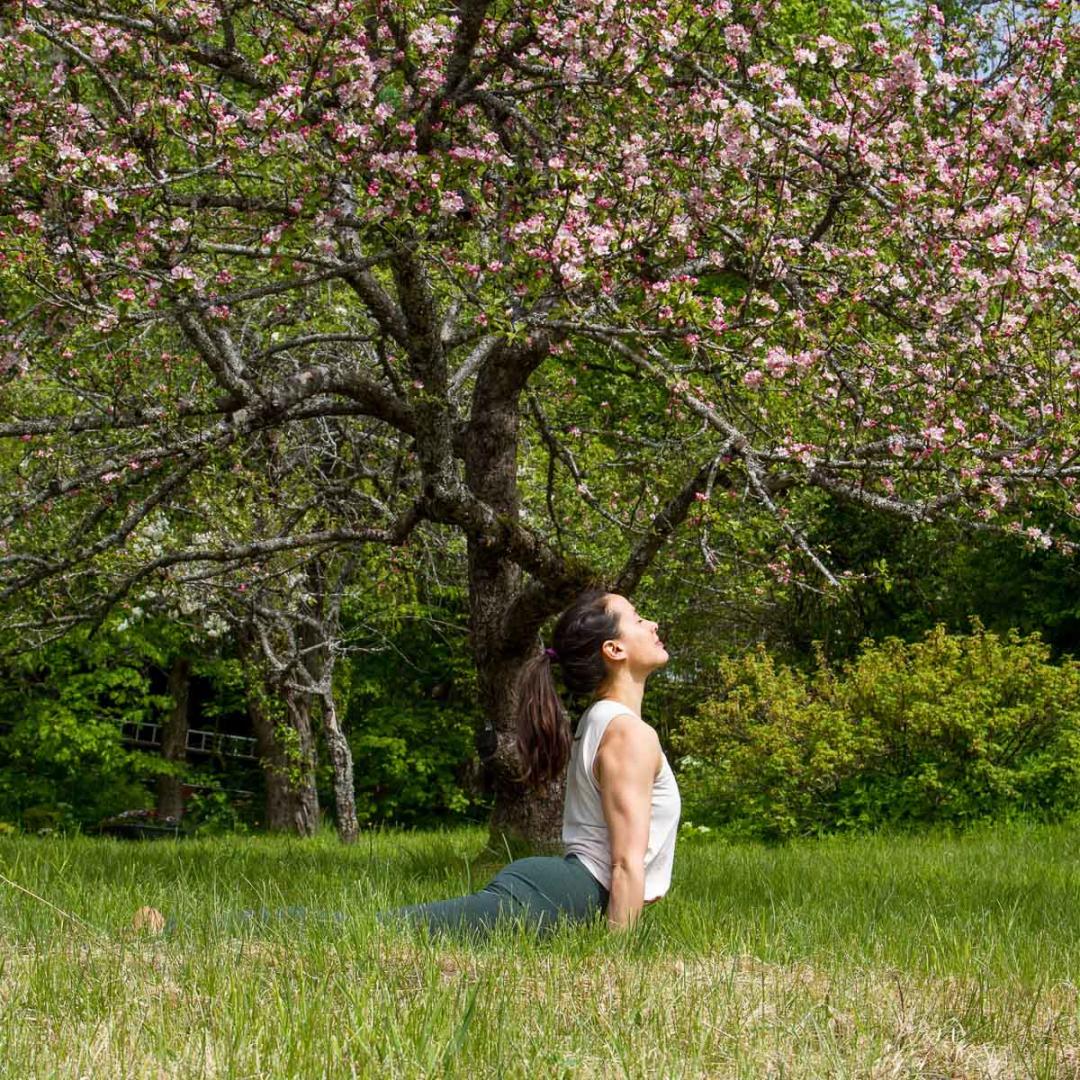 yoga under the cherry tree blossom