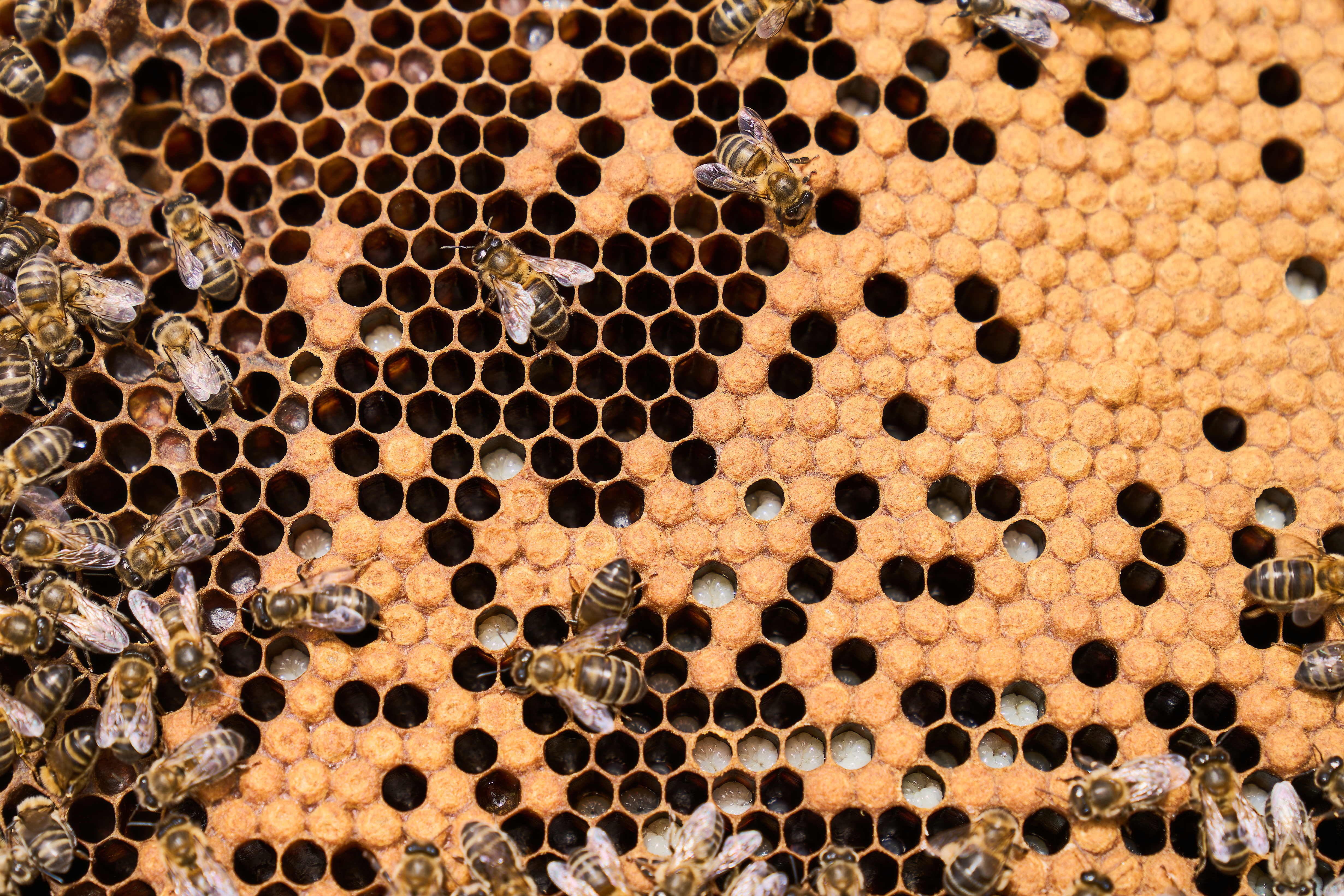 Group of bees on honeycomb