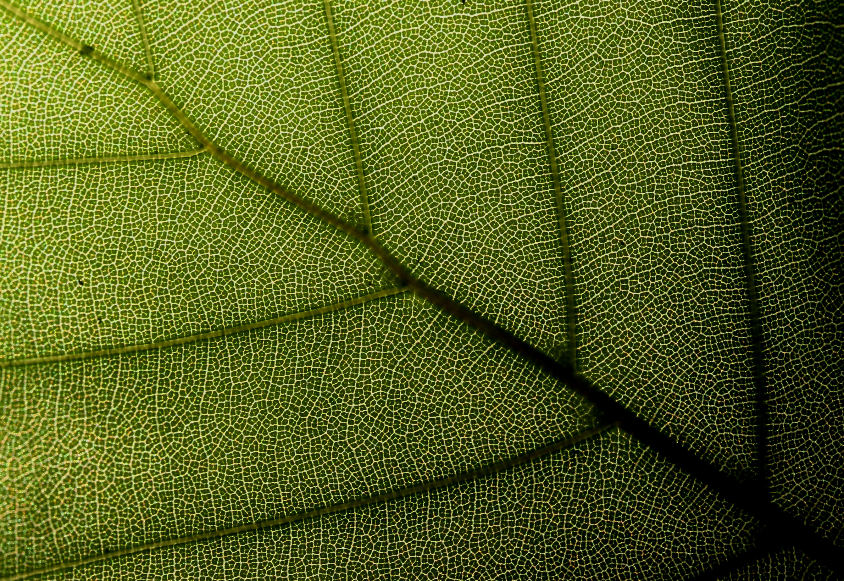 Collections Think Tank