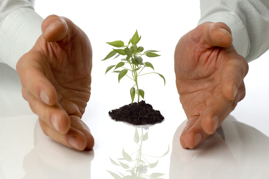 hands cupping protectively around young plant