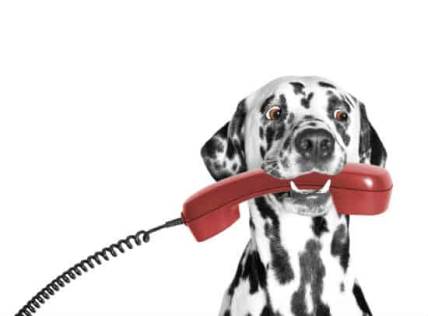 Dalmatian holding red phone
