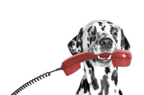 Dalmatian holding red phone