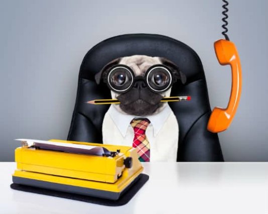 Photo of pug on sitting at a work desk.
