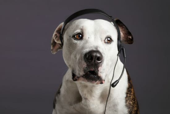 pit bull customer service representative