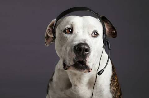 pit bull customer service representative