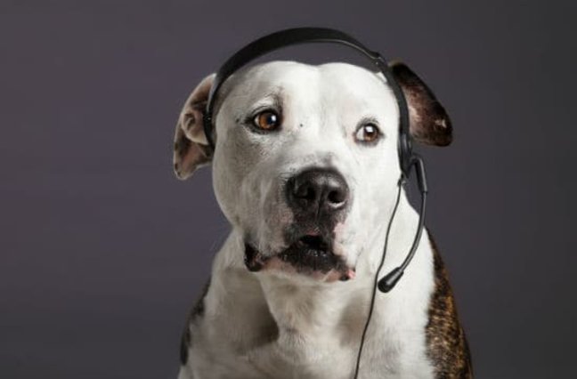 pit bull customer service representative