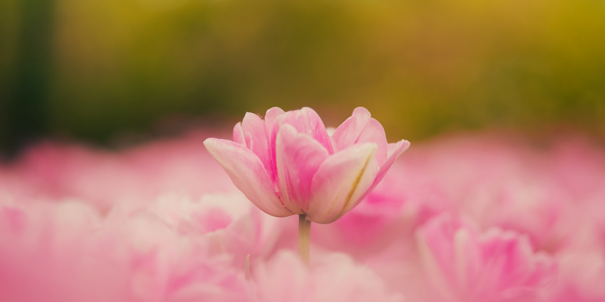 The Pink Flame: Awakening Divine Love