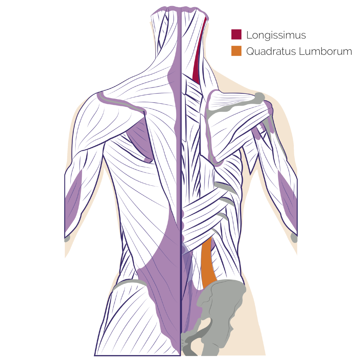 Back Muscles Anatomy Of Upper Middle And Lower Back Pain In Diagrams