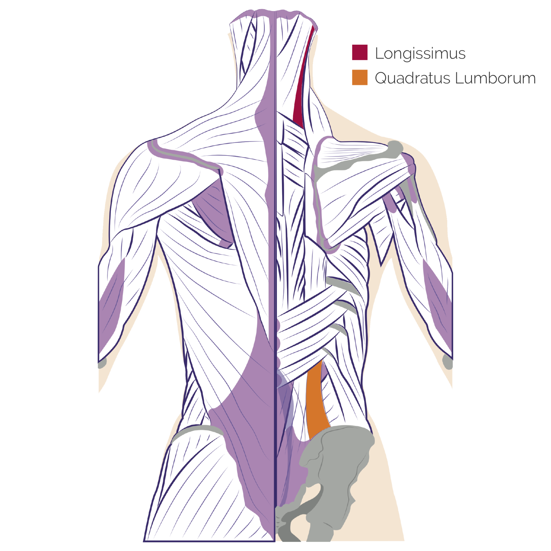 lumbosacral muscles