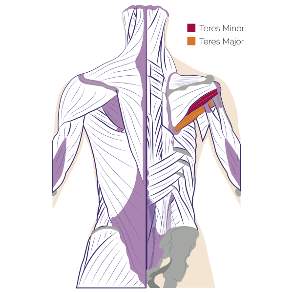 Teres major and minor