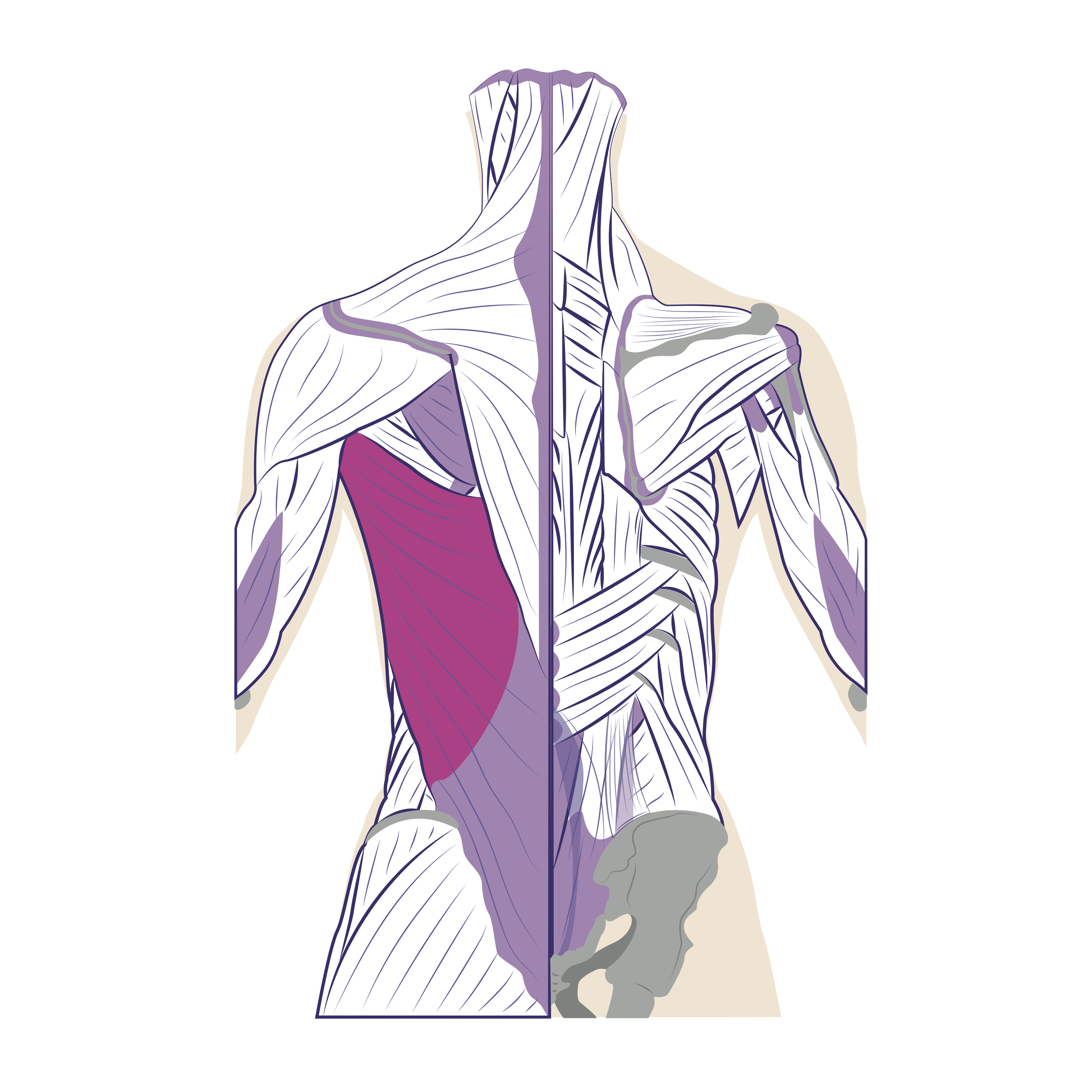 Muscles of the Back | Goodpath