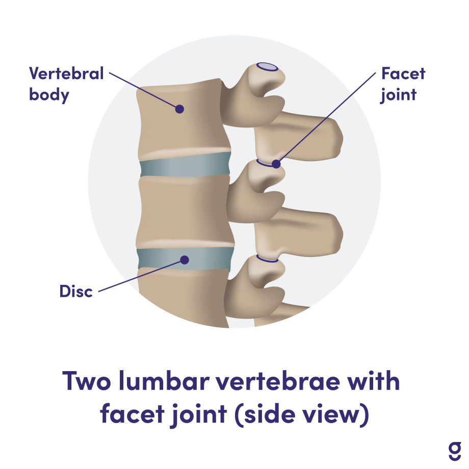 MSK: Anatomy Of The Lumbar Spine