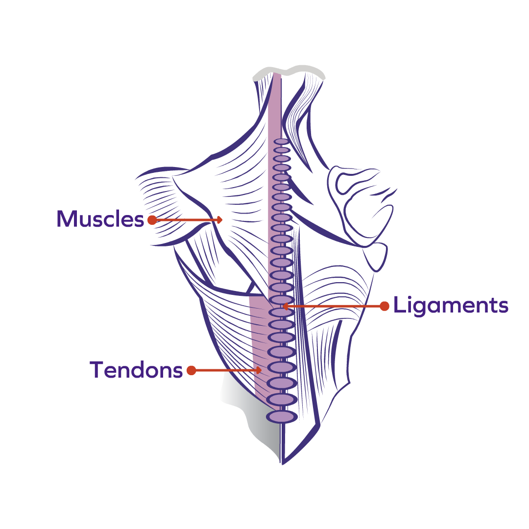 Musculature of the Back_GoodPath